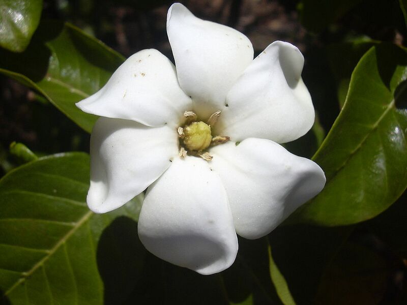 File:1024px-Starr 030523-0050 Gardenia brighamii.jpg