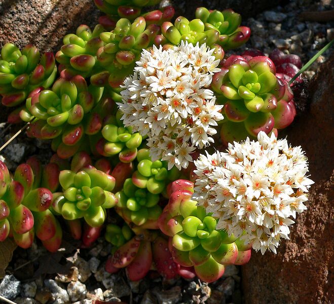 File:1126px-Sedum lucidum 1.jpg