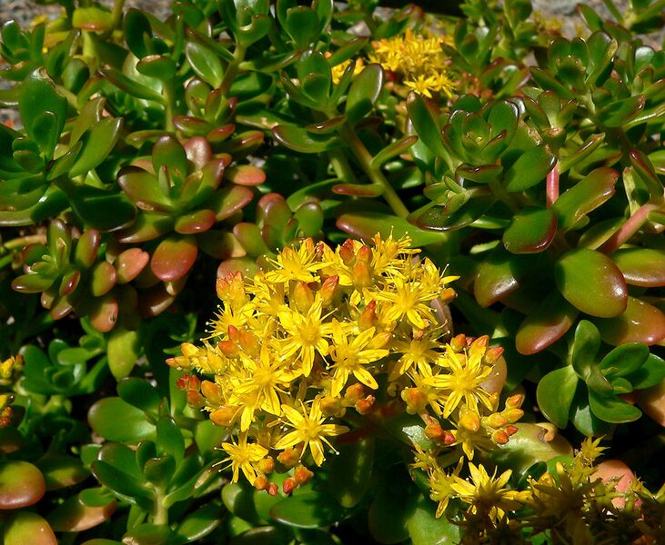 File:1248px-Sedum confusum 2.jpg