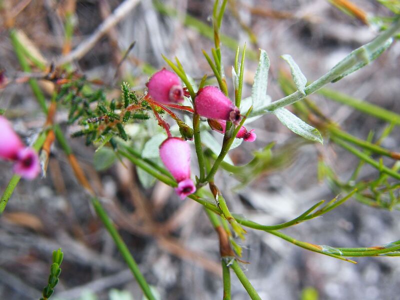 File:1280px-Erica glutinosa (1).JPG