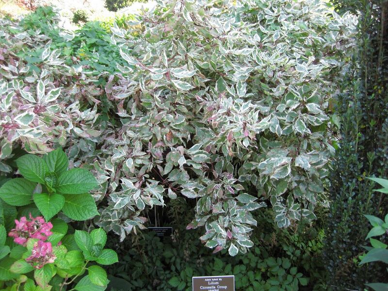 File:1280px-IMG 0173 nybg09.jpg