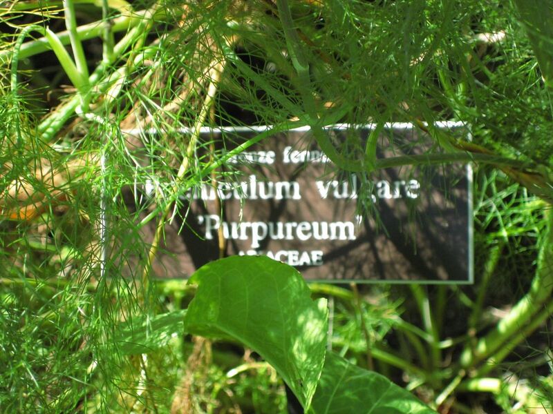 File:1280px-IMG 0255 nybg09.jpg