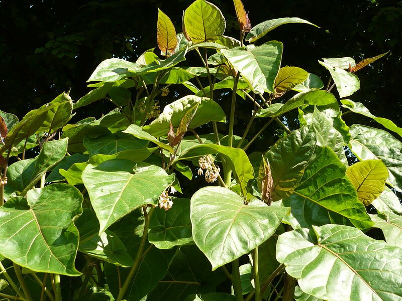 File:1280px-Solanum betaceum.jpg