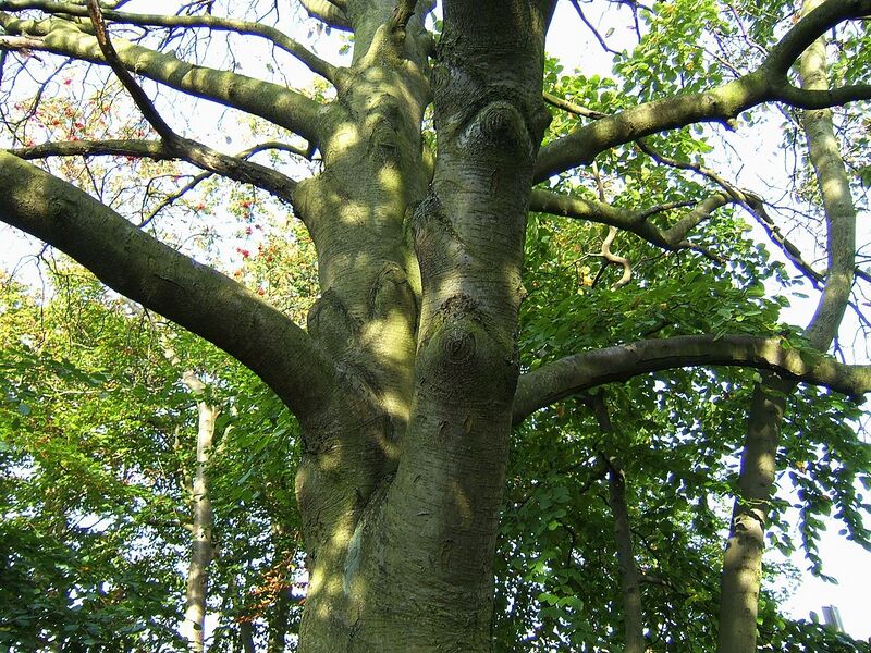 File:1280px-Sorbus intermedia2.jpg