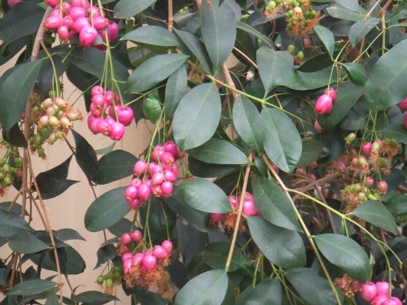 File:1280px-Syzygium oleosum3.jpg