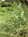 Thumbnail for version as of 10:27, 29 April 2025
