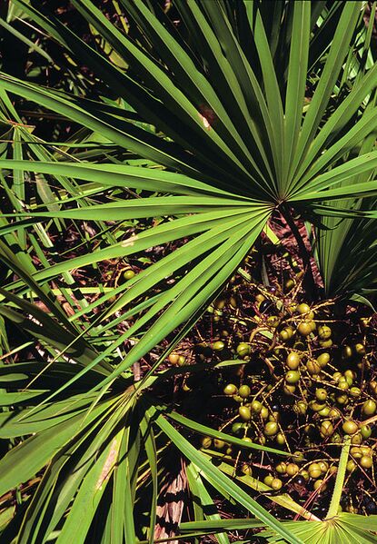 File:532px-Serenoa repens USDA1.jpg