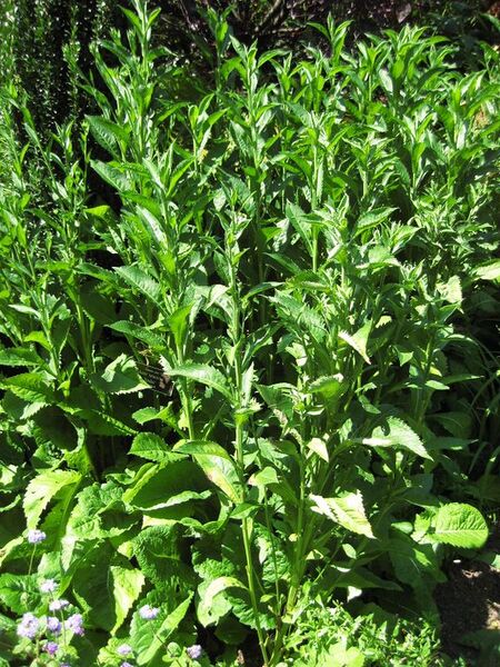 File:576px-IMG 0181 nybg09.jpg