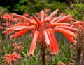 Aloe saponaria flower