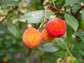 Arbutus unedo—fruit