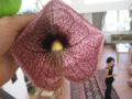 Giant Dutchman's pipe - Aristolochia gigantea