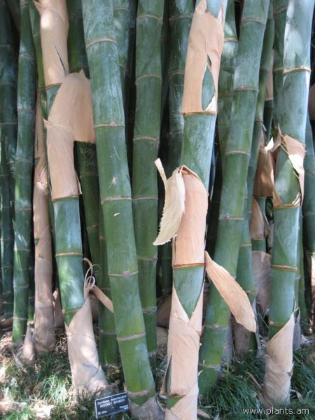 File:Bambusa beecheyana-beechey bamboo-IMG 0249 hunt07.jpg
