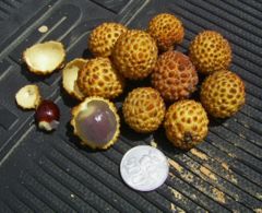 Longan fruits