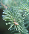 Thumbnail for version as of 04:43, 27 May 2007