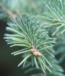 White Spruce leaves (needles)