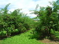 Thumbnail for version as of 08:23, 8 October 2007