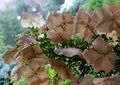 Oakleaf Hydrangea
