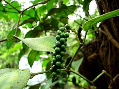 P. nigrum - Unripe pepper