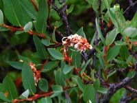 Salix myrtilloides in Northern Norway