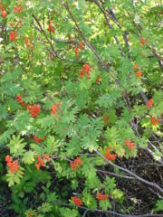 European Rowan (Sorbus acuparia) with fruit