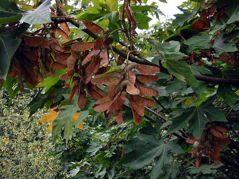 File:1024px-BigleafMaple 3158.jpg