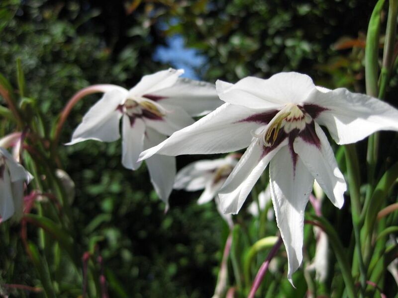 File:1024px-IMG 0323 nybg09.jpg