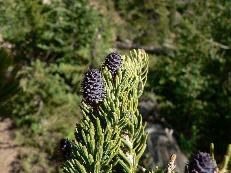File:1280px-Abies lasiocarpa 15853.JPG