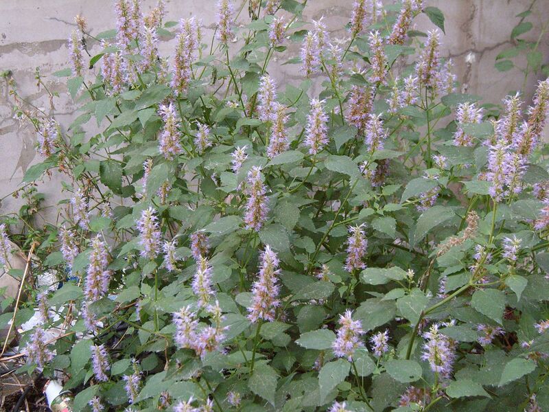 File:1280px-Agastache rugosa 01.JPG