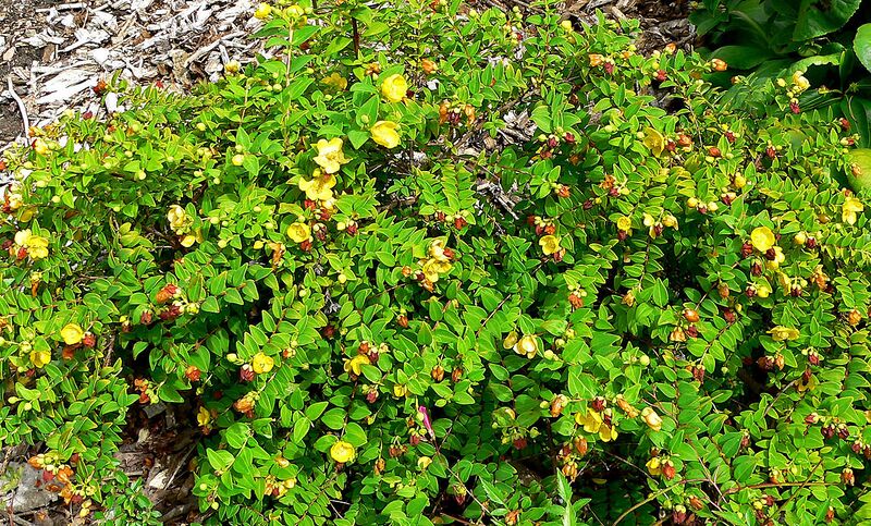 File:1280px-Hypericum uralum 1.jpg