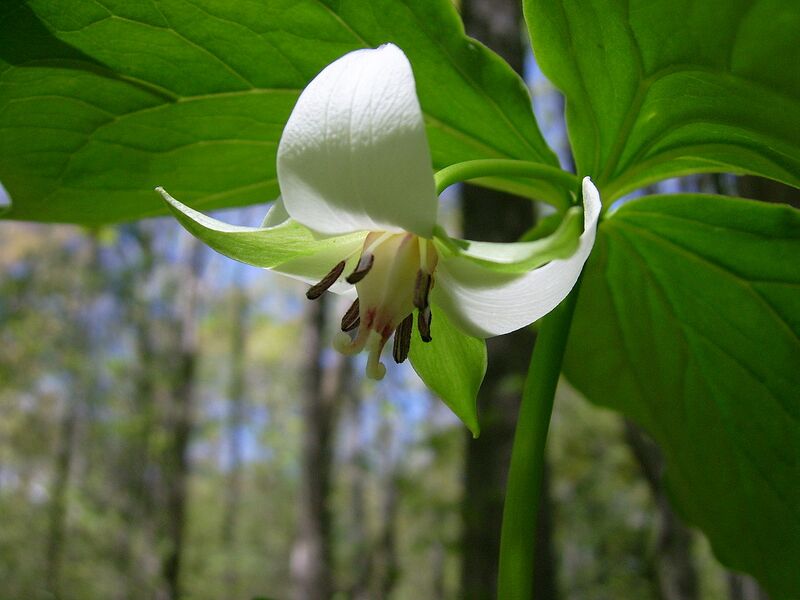 File:1280px-Nodding trillium flower -SC woodlot- 3.JPG