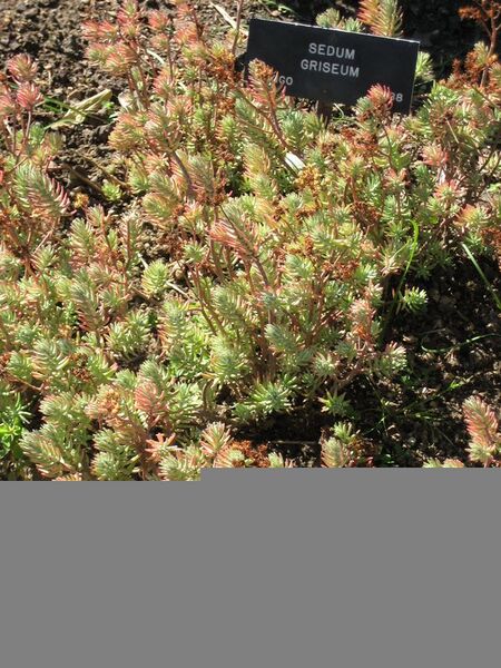 File:20081007200858!Sedum griseum-IMG 0498 hunt07.jpg