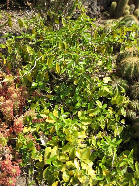 File:576px-IMG 4278 hunt0904.jpg