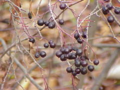 urple Chokeberry