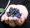 Bilberry fruit