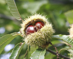 Sweet Chestnut fruit