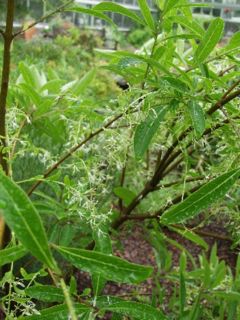 Chionanthus pygmaeus