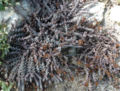Thumbnail for version as of 18:28, 3 January 2009