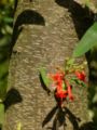 Embothrium Bark