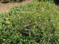 Jasminum grandiflorum / Spanish jasmine