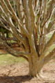 The tree's many branches and distinctive colored bark