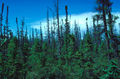 Thumbnail for version as of 06:50, 16 November 2007