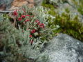 A lichen commonly referred to as 'British Soldiers'. Notice the red tips.
