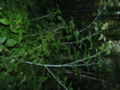 First year raspberry canes are larger and have no fruit