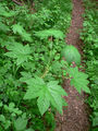 Thumbnail for version as of 15:33, 11 October 2007