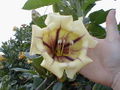 Thumbnail for version as of 07:24, 30 December 2009