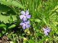 Thumbnail for version as of 17:33, 7 March 2008