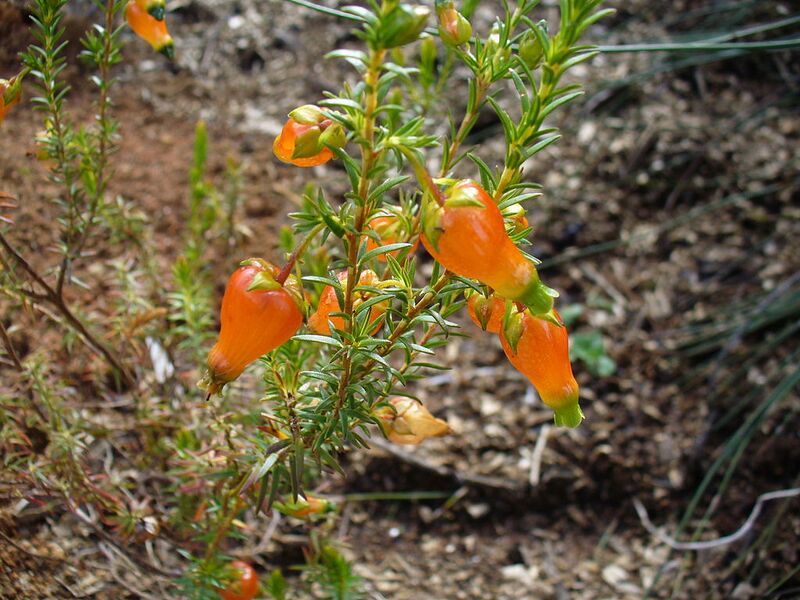 File:1024px-Erica blenna var. grandiflora.JPG