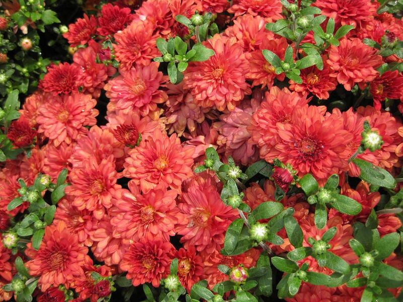 File:1024px-IMG 0862 bbg09.jpg