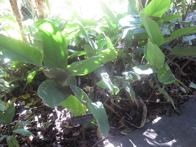 File:1024px-IMG 2032 hunt0903.jpg