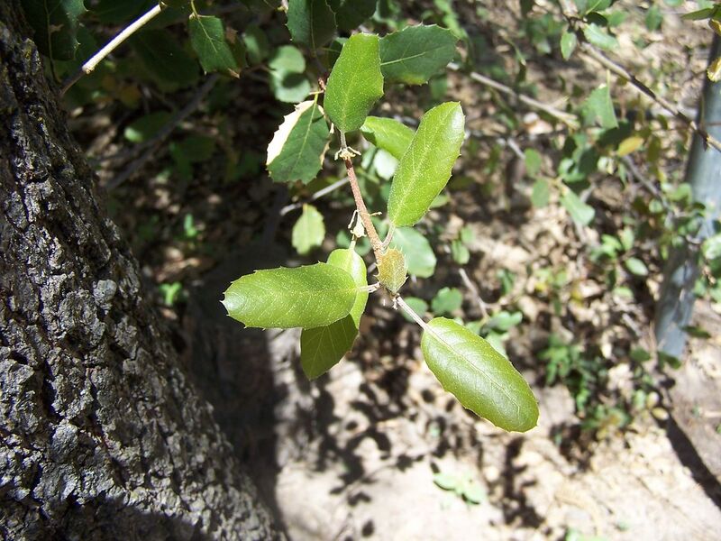 File:1280px-100 2436.jpg